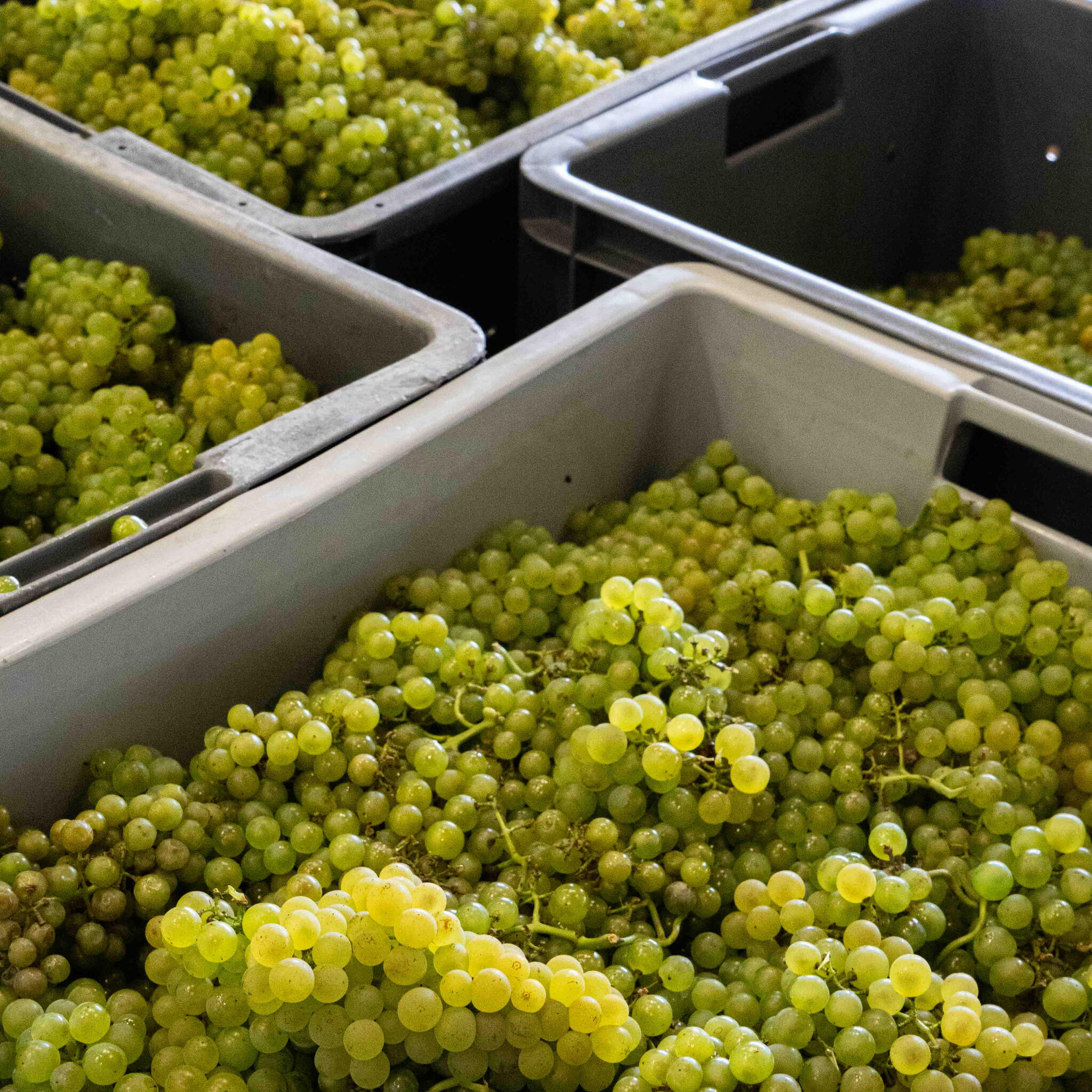 Bouteille LES ENFANTS DE BACCHUS dans une cuisine